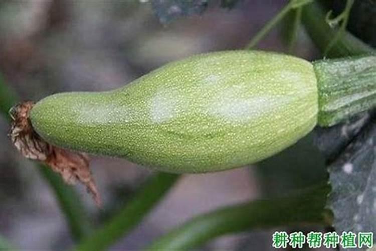西葫芦发苦是什么原因导致的