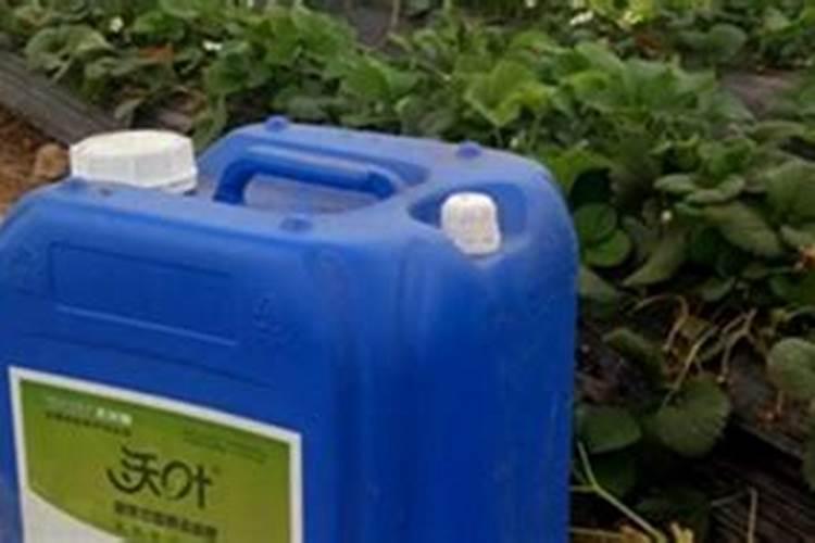 大枣种植如何管理能增产？大枣坐果期膨果增甜用什么肥料好