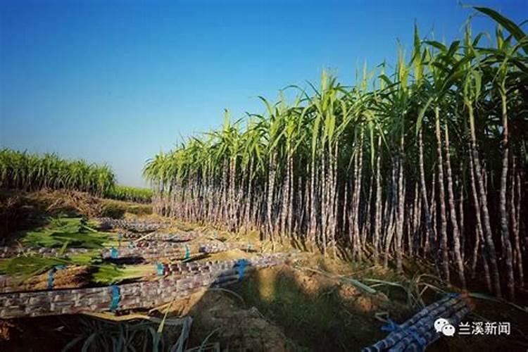 柚子挂果树可以施氯化钾肥吗？