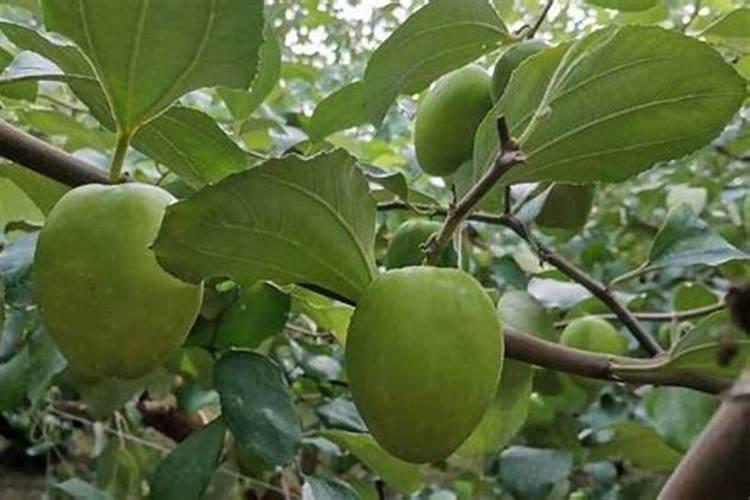 台湾青枣花期打什么药