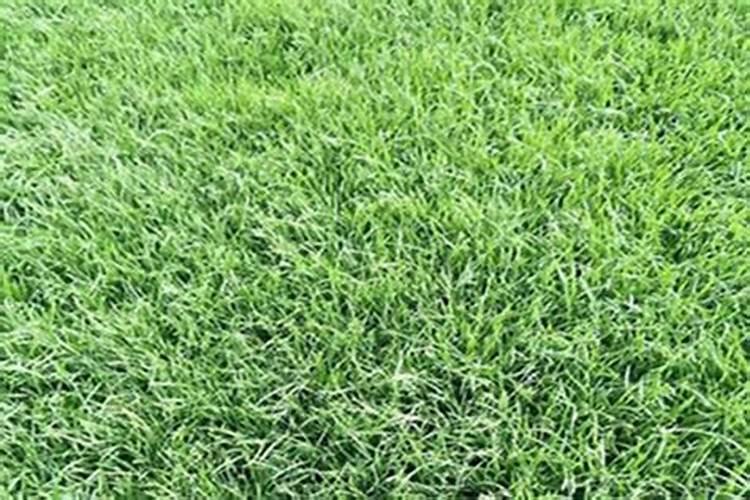 草坪施肥用什么肥料 草皮什么时候合适施肥