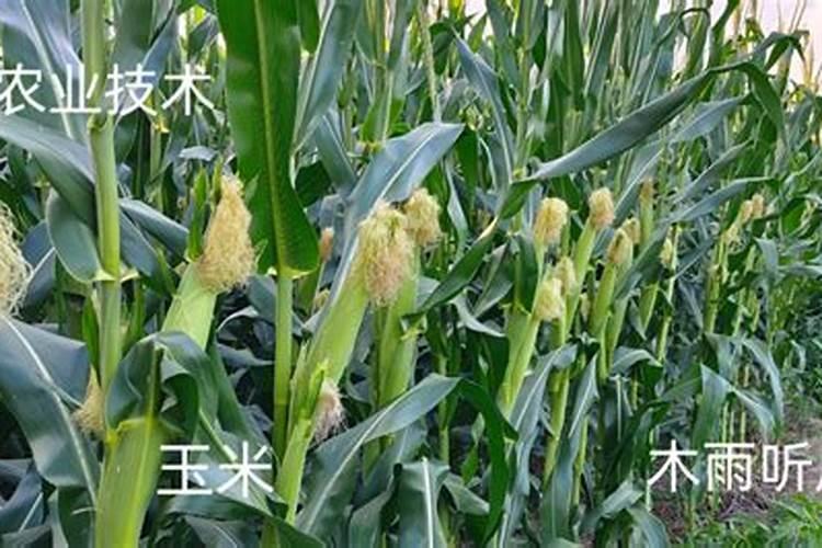 玉米怎样施肥最正确