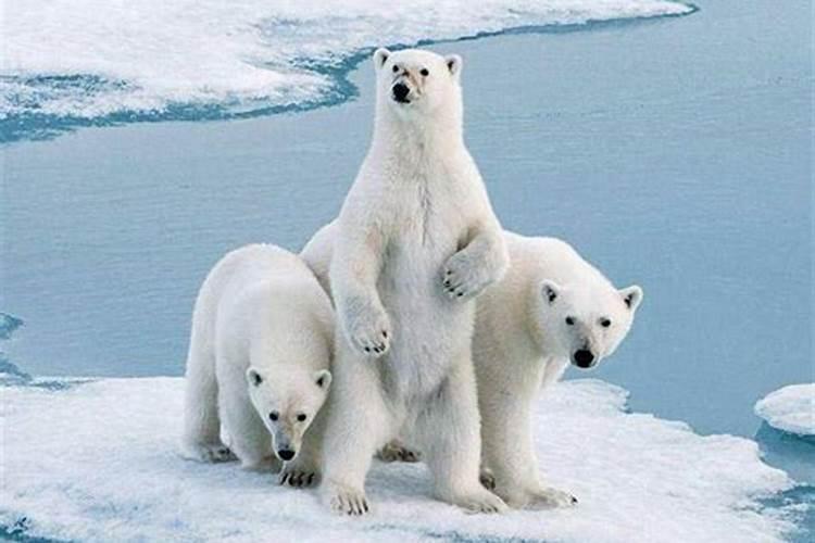 吃水果容易发胖吗