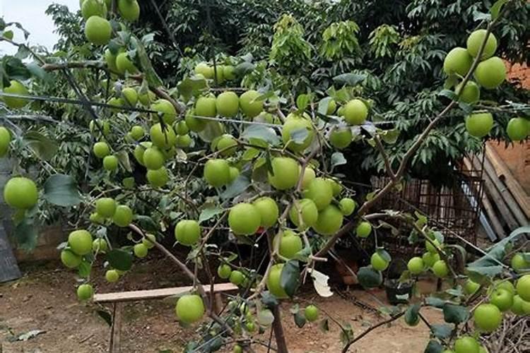 叶面肥2.5公斤一袋装价格表