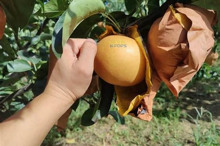 鱼腥草几月份发芽