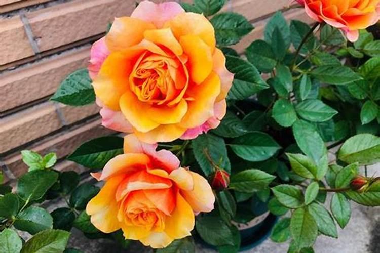 桉树用途 桉树的用途与功效