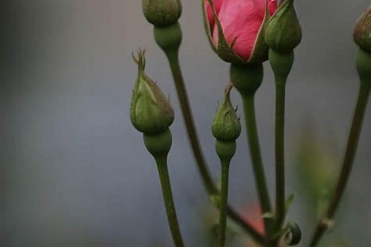 儿子问我香蕉是向上生长的还是向下生长的!请教标准答案。