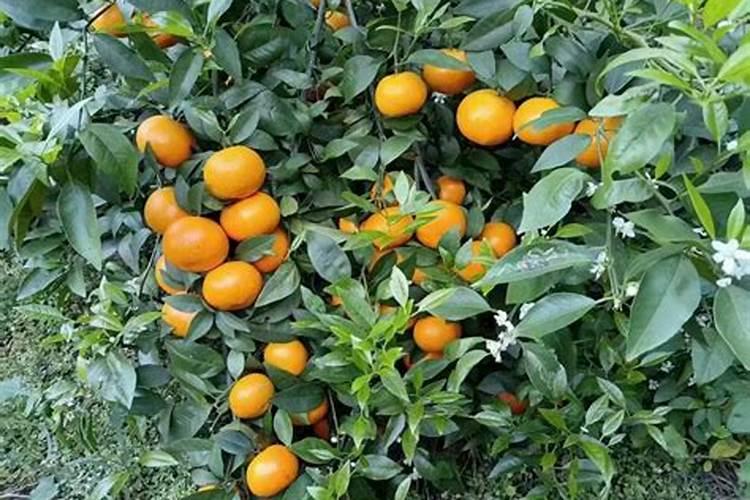 1至2年柑橘树用什么肥料