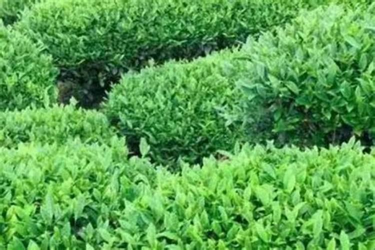 茶叶种后多久施肥