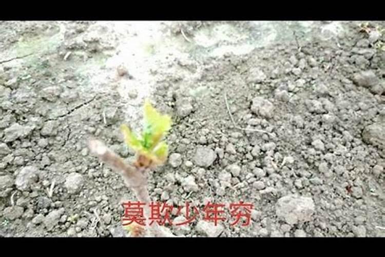 辣椒苗施什么肥料？