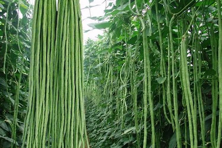 豆角追肥用什么有机肥好？