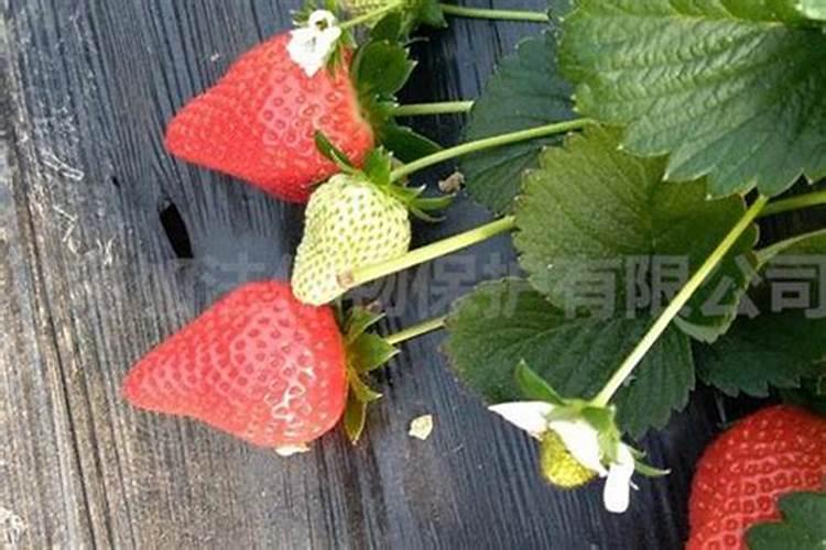 百香果扦插多久生根 百香果扦插多长时间生根