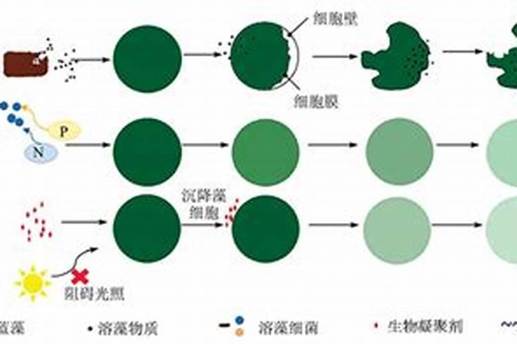 多肉用塑料袋密闭会死吗