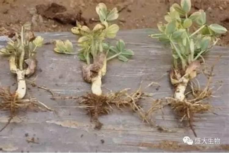 青菜喷尿素浓度大会烧苗吗