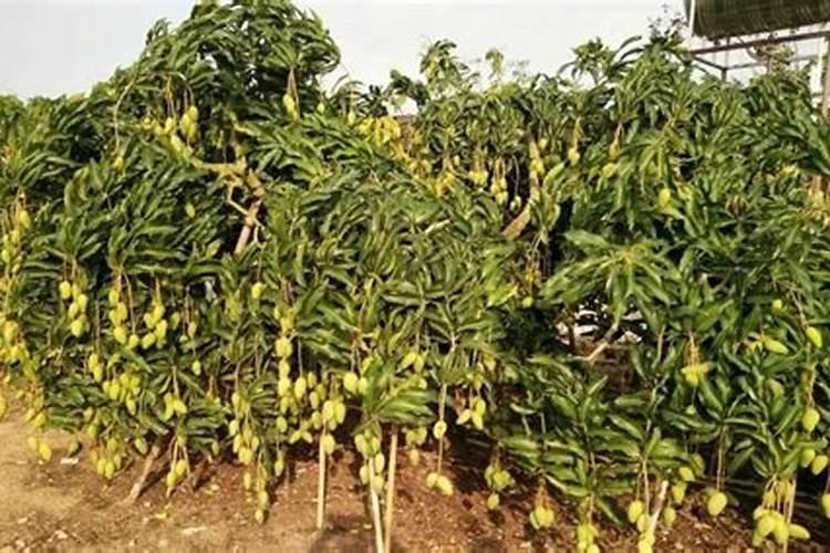 芒果树多久施肥一次 最佳施肥时间是几月份