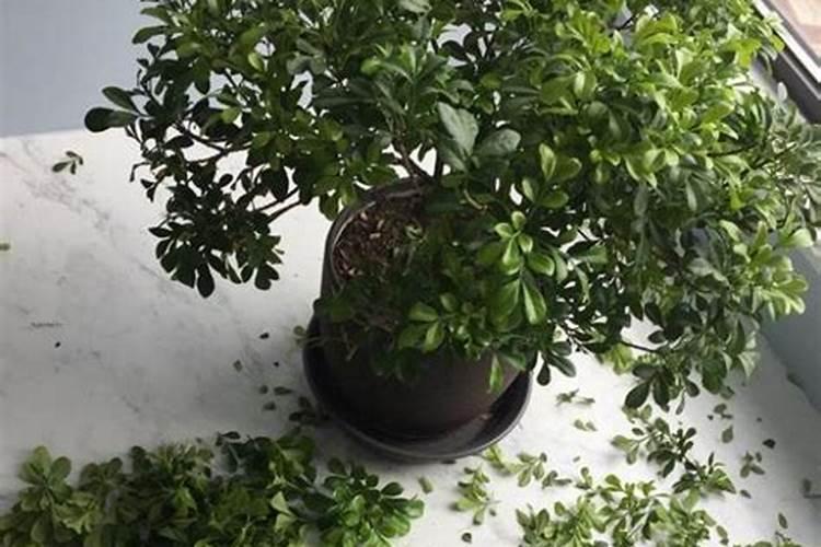 米兰花能用复合肥吗