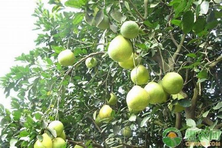 脲铵氮肥可以用于土豆吗 有什么好处