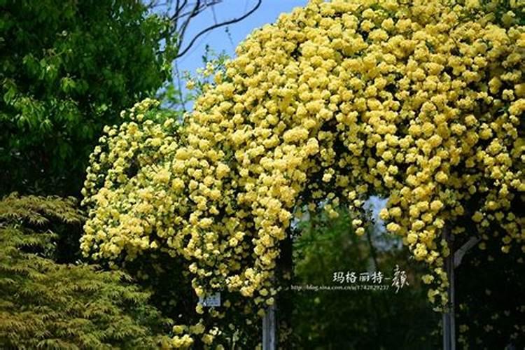 绣球花怎么施肥才能长得好