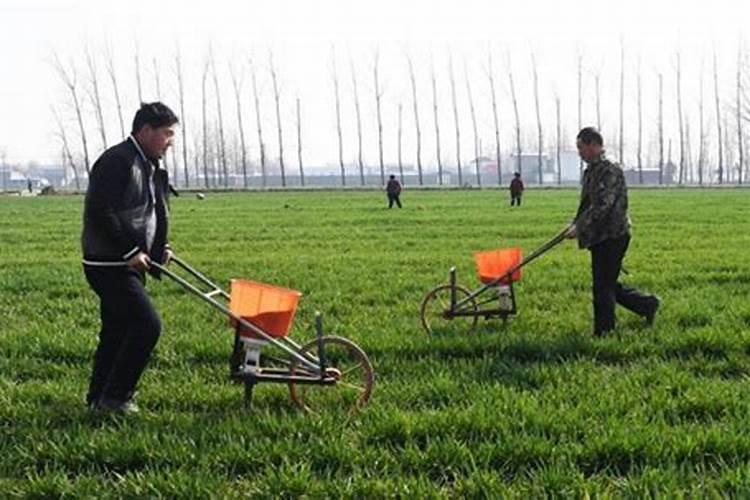 小麦冬季施肥时间施什么肥料 小麦冬季施肥的最佳时间冬天施什么肥