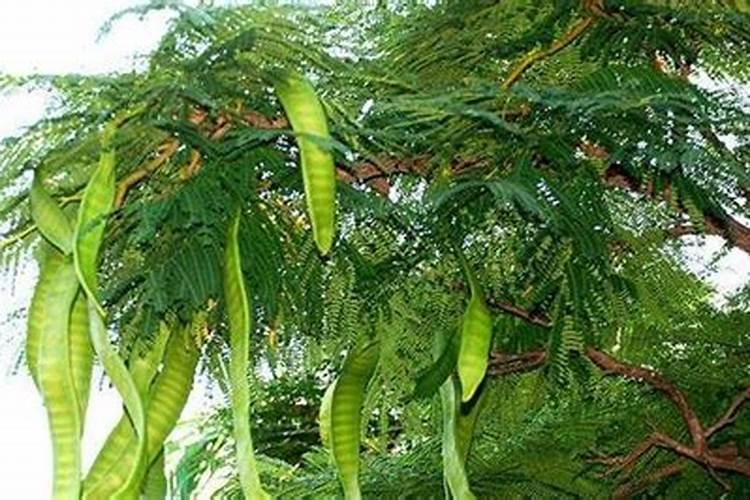 皂角树怎样种植
