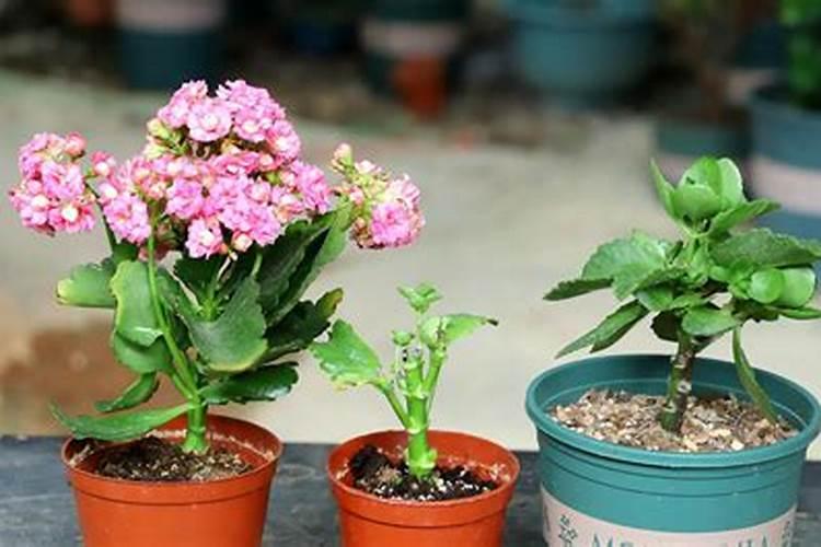 变质的花生可以做肥料吗？