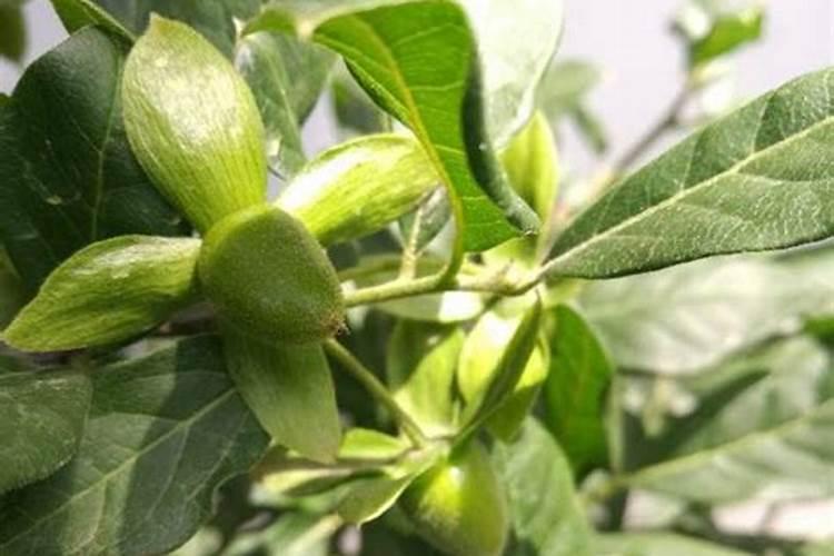 金弹子开花期间怎样管理,开花后怎样保果