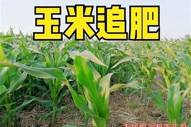 玉米二次施肥什么时候 施多少好
