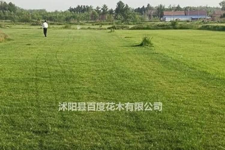 最全高羊茅草坪种植方法都在这里啦!赶紧收藏起来!