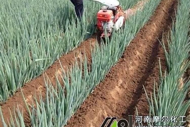 有哪些植物是寓意好,并且适合新手养的？