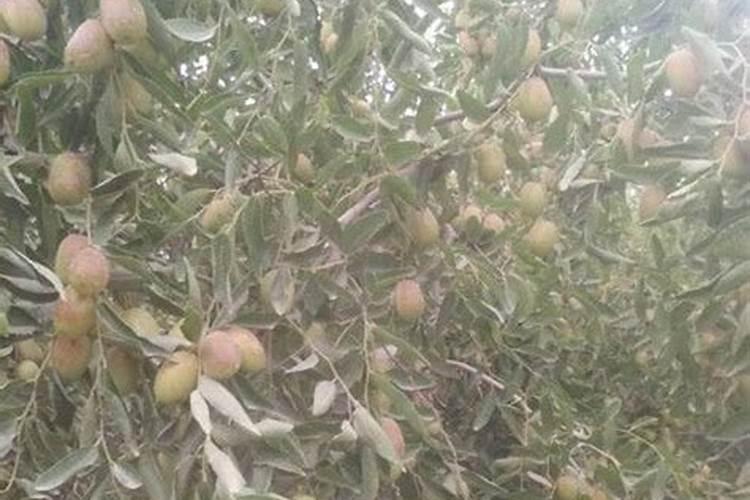 中国塑料肠衣第一名