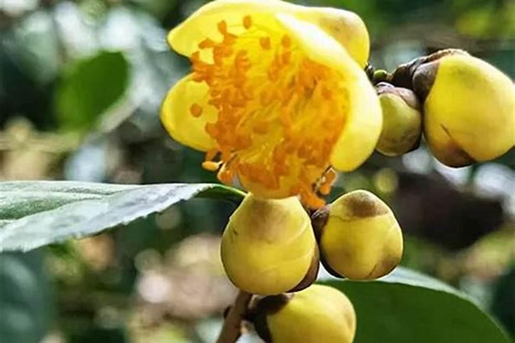 金花茶施什么肥料