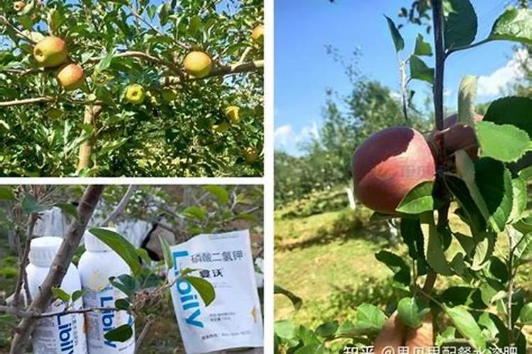 花椰菜烂根怎么办