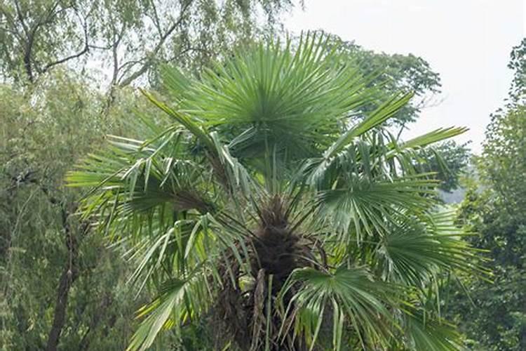 开花需要磷肥还是钾肥