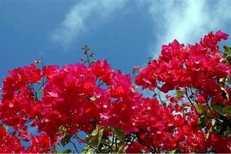 三角梅肥料过多叶子卷怎么办