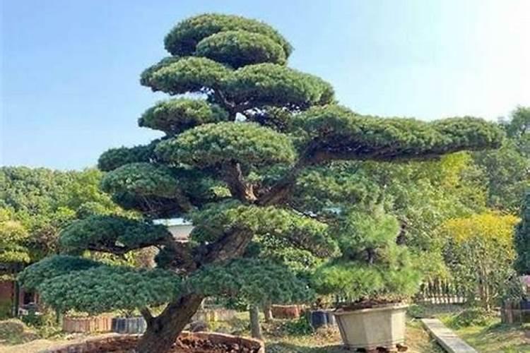 黑松用什么肥料最好 给黑松施肥哪些是要注意的