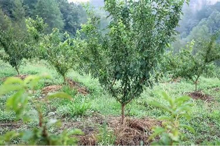 磷酸二氢钾是什么肥料