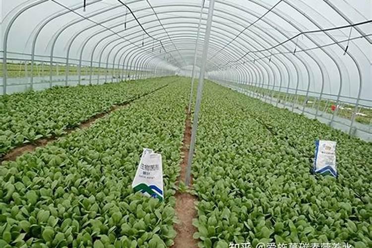 刺梅需要施肥吗