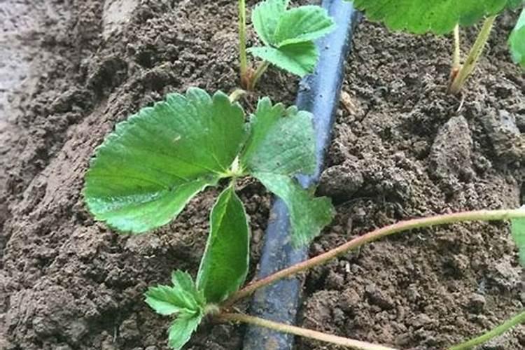 冰菜什么时间种植最好