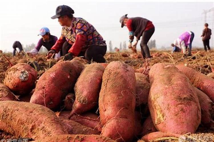 种红薯用什么肥料最好高产