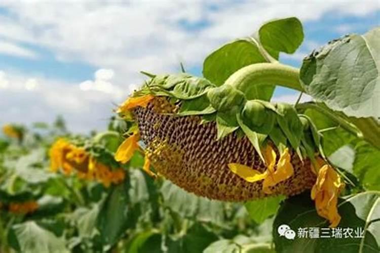 黄杨打什么药好