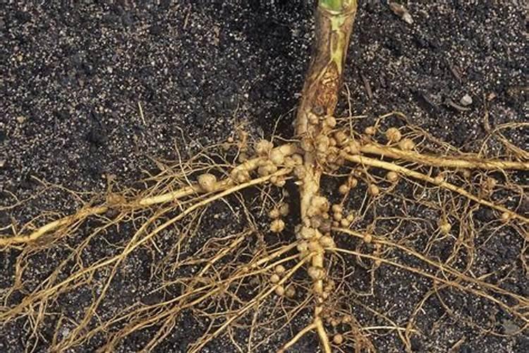 大豆根瘤菌接种方法是什么？