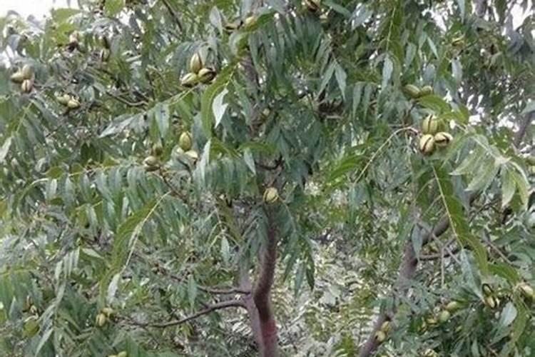 美国山核桃的高效栽培技术,碧根果苗种植