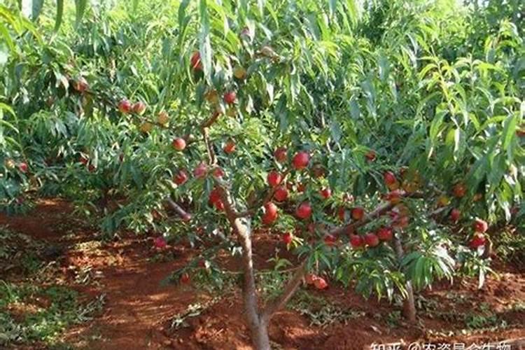 安徽农业大学繁昌校区位于哪里