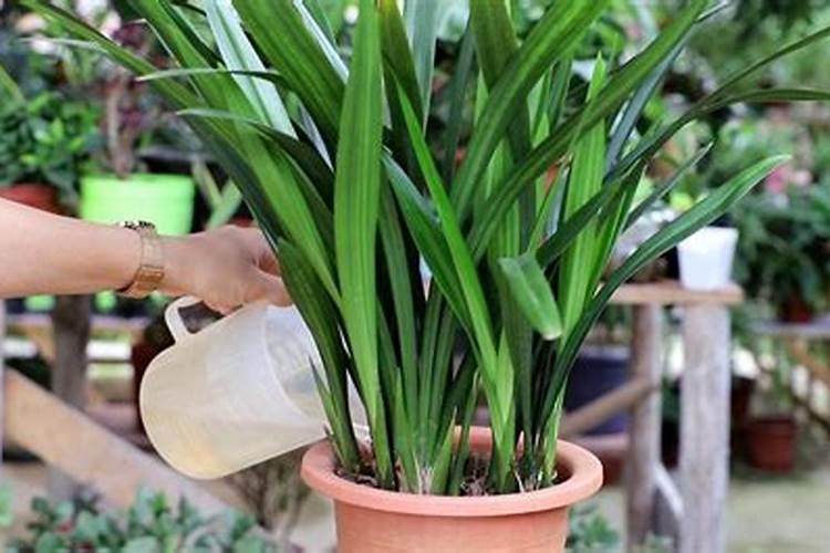 墨兰施什么肥料,墨兰什么时候可以施肥