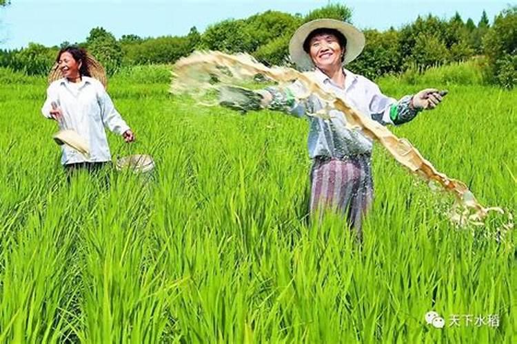 水稻种植时,田里没水可以施肥吗？为什么？