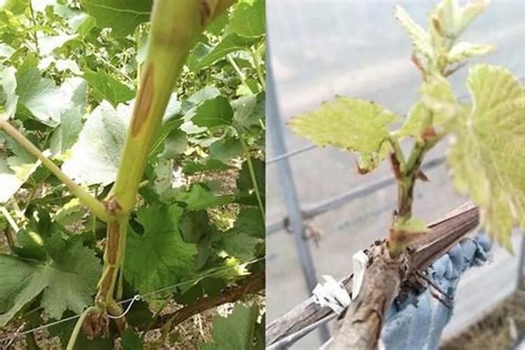 种植中药材,为什么要科学施肥