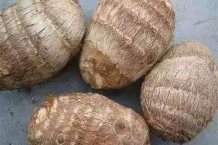种芋头施肥的正确方法