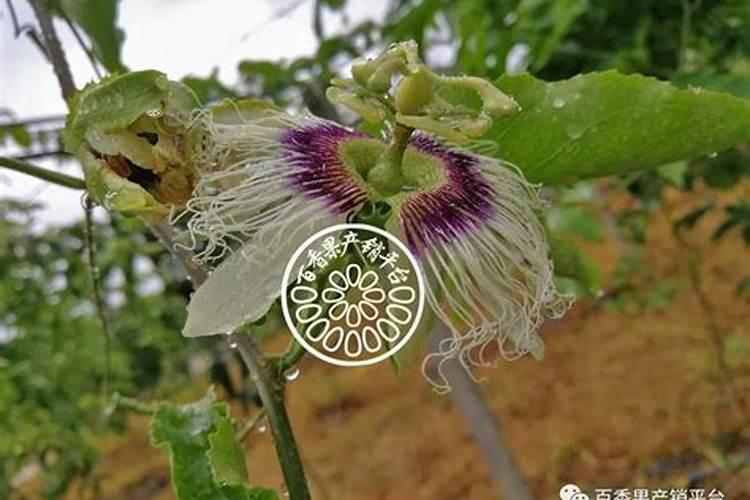 有机肥发酵前要注意什么？