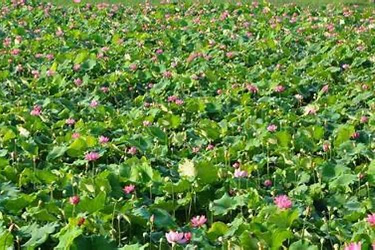 缸养荷花怎么施肥