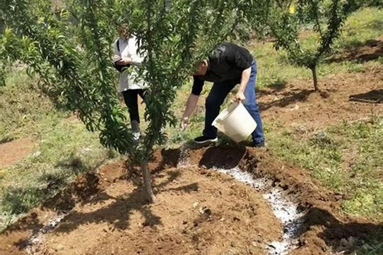 新移植的大树 什么时候才能施肥？